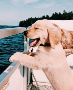 a dog that is standing up on a boat