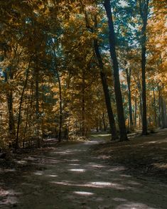 a dirt road surrounded by trees with yellow leaves