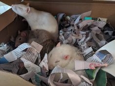 two ferrets are sleeping in a box full of newspaper