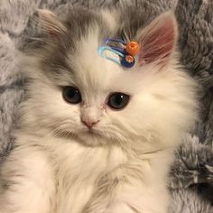 a white kitten with blue hair clips on its head and eyes, laying down next to a gray blanket