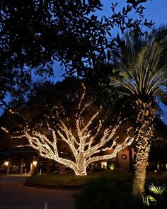 lighted palm trees in front of a building at night with lights on the branches and around them