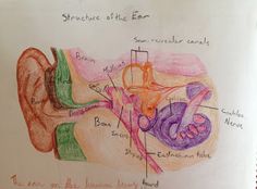 a drawing of the inside of a human ear