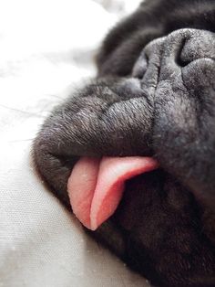 a black dog with its tongue sticking out