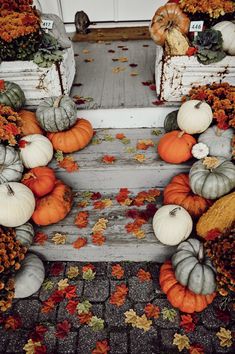 pumpkins and gourds are arranged on the steps