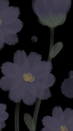 some purple flowers on a black background