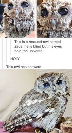 an owl sitting on top of a wooden table next to a pile of books with the caption'this is a recorded owl named zeius, he is blind but his eyes hold