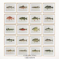 a collection of fish mounted on white paper with gold trimmings and framed in wood frame