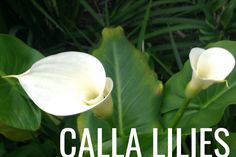 two white flowers with the words calla lilies on them in front of green leaves