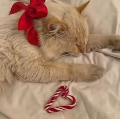 a cat laying on top of a white sheet next to a candy cane with a red bow