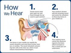 an ear diagram with the words how we hear and instructions for listening to sound waves