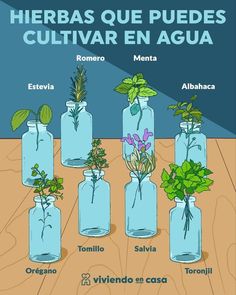 a poster showing different types of plants in glass bottles with the words herbs que puedes cultivar en agua