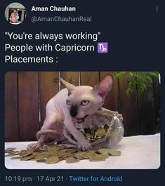 a sphydrah cat sitting on top of a pile of coins with caption that reads employee i'd really appreciate a life like to wage for my labor