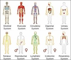 the human body is shown in different colors and sizes, with labels on each side