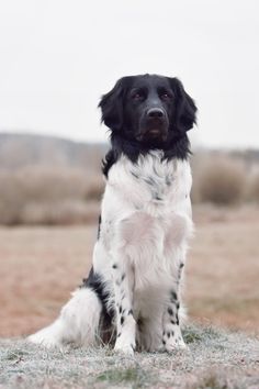 a black and white dog sitting in the grass