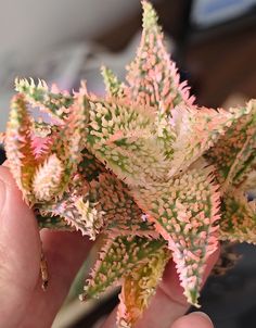 a close up of a person's hand holding a plant with pink and green leaves