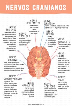 the neuros craninos and their functions