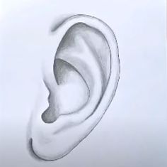 a pencil drawing of a pair of ears