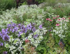 a field full of purple and white flowers