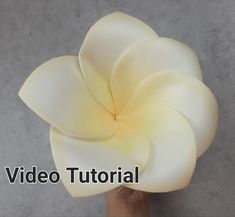 a hand holding a white flower with the words video tutor above it and below it