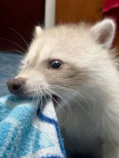 a white ferret holding a blue and white towel