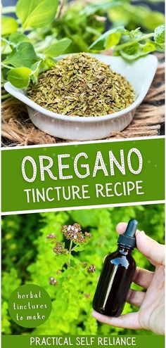 Discover the potent medicinal benefits of oregano tincture, a staple in herbal tinctures. This powerful remedy combats bacteria, fungi, and inflammation, while supporting the immune system. Perfect for those interested in herbalism, this recipe guides you through creating an oregano tincture with vodka, a must-have for your natural remedy toolkit. Find more self-sufficient living tips, natural herbs medicine, and homestead survival techniques at practicalselfreliance.com Oregano Tincture, 2024 Healing, Benefits Of Oregano, Medicinal Herbs Remedies, Herbs Medicine