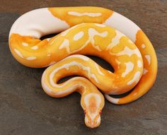 a yellow and white snake is laying on the ground