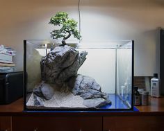 a bonsai tree growing on top of a rock in a fish tank with water