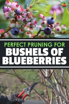 a person pruning blueberries on a bush with text overlay that reads perfect pruning for bushes of blueberries