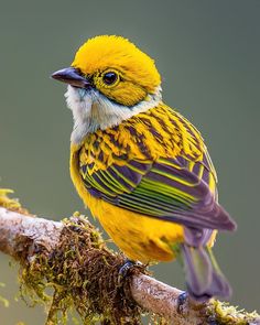 a small yellow bird sitting on top of a tree branch with moss growing all around it