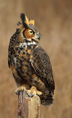 an owl sitting on top of a wooden post