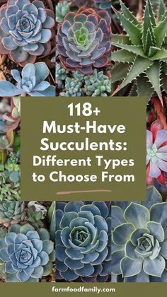 118+ Different Types Of Succulents With Names and Pictures 🌵 Different Types Of Succulents, Coral Cactus, Native Plant Gardening, Types Of Succulents, Growing Succulents, Succulents Indoor, How To Grow Taller, Lush Garden, Native Plants