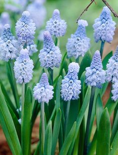 some very pretty blue flowers in the grass