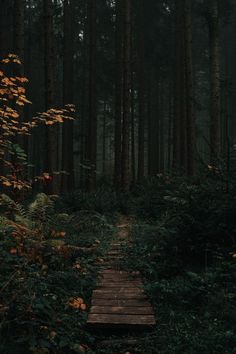 a wooden path in the middle of a forest