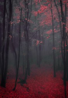 a forest filled with lots of trees covered in red leaves next to each other on a foggy day