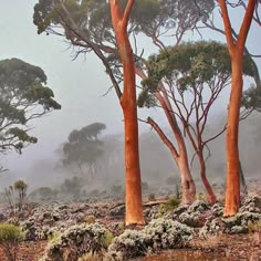 some trees and bushes in the fog on a cloudy day