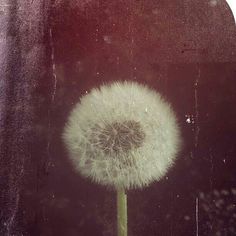 a dandelion in front of a black background