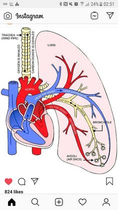 the heart and lungs are labeled in this diagram