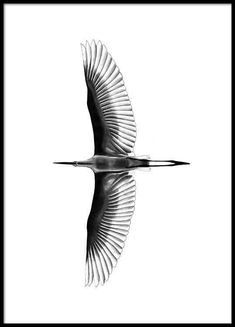 a black and white photo of a bird flying in the sky with its wings spread