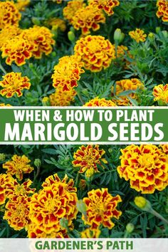 yellow and orange flowers with the words when & how to plant mariigod seeds