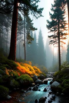 a stream running through a forest filled with lots of tall pine trees next to rocks