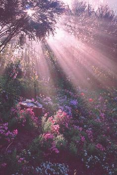 the sun shines through the trees and flowers in this garden filled with wildflowers