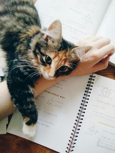 a cat sitting on top of a person's hand next to an open notebook