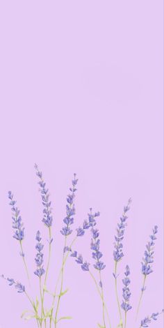 Soft Lavender Aesthetic, Lavender Wallpapers, Lavender Collage, Lavender Walls, White Background Wallpaper, Cute Home Screens, Lavender Aesthetic, Tablet Wallpaper