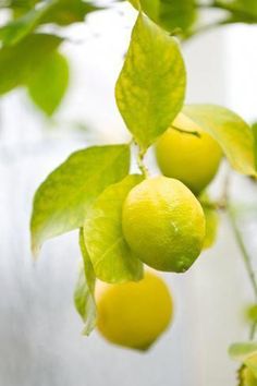 three lemons hanging from a tree with green leaves