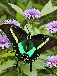 a green and black butterfly sitting on purple flowers