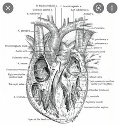 diagram of the human heart with labels