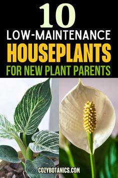 the top ten houseplants for new plant parents