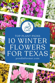 Article showcasing the 10 best winter flowers for Texas, perfect for adding color to your garden during the cooler months

Winter flowers for Texas, Best winter flowers, Texas winter gardening, Cold-hardy flowers