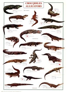 crocodiles and alligators are shown in this poster from the late 1800s's