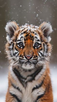 a close up of a small tiger in the snow